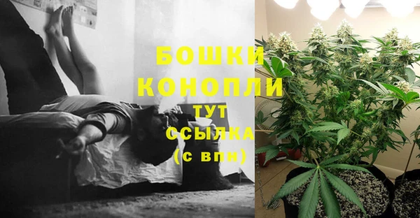 индика Белокуриха